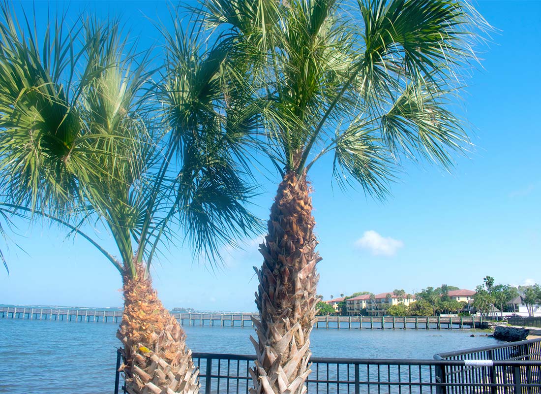 Palmetto Bay, FL - Closeup View of Palm Trees by the Bay with Views of Homes in the Distance Against a Clear Blue Sky in Palmetto Bay Florida
