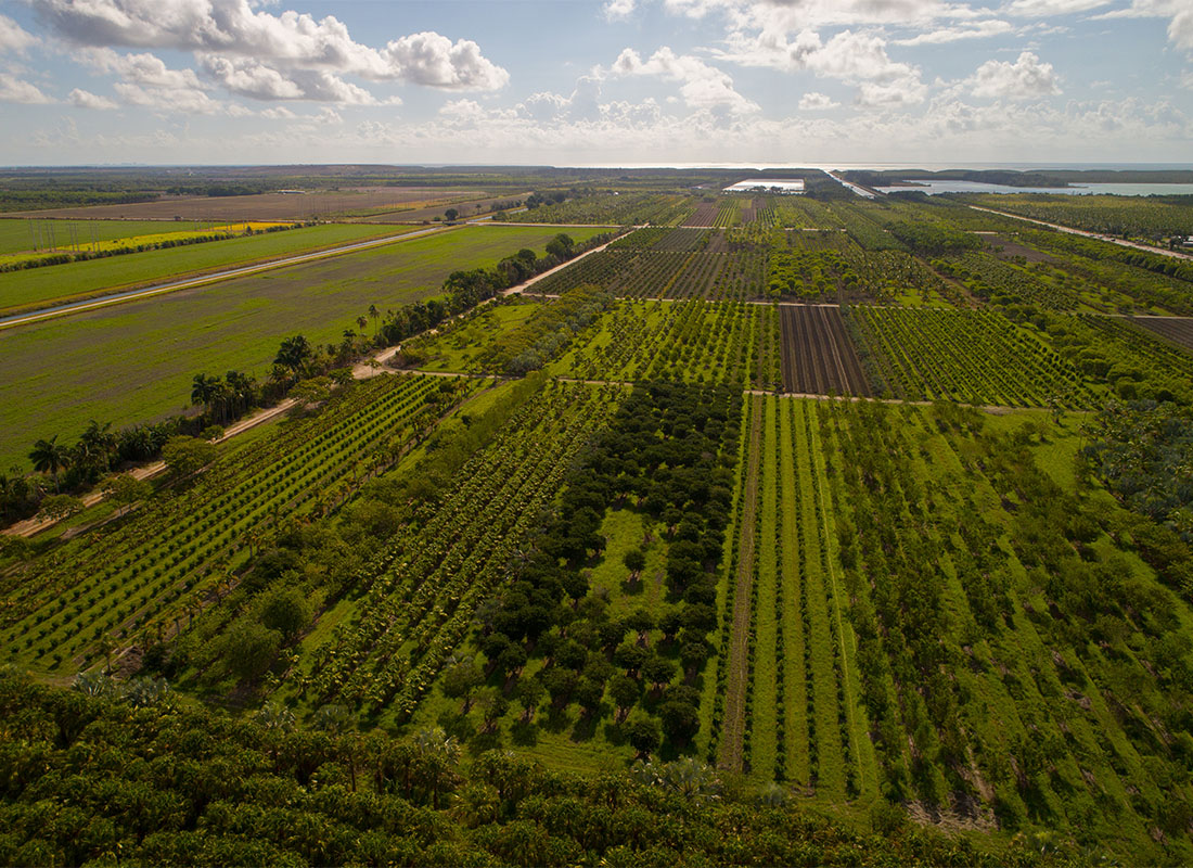 Redland, FL - Aerial View of Farmland with Green Crops and Foliage in Redland Florida on a Sunny Day